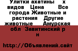 Улитки ахатины  2-х видов › Цена ­ 0 - Все города Животные и растения » Другие животные   . Амурская обл.,Завитинский р-н